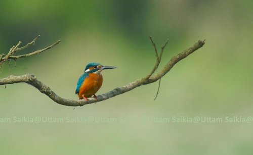 Kaziranga