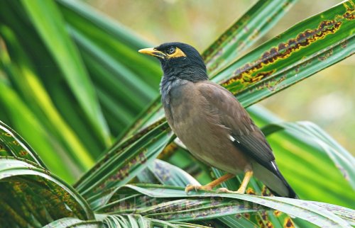 Wildlife