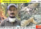 কাজিৰঙা ৰাষ্ট্ৰীয় উদ্যানৰ বাগৰি বনাঞ্চলত ঢেকীয়াপতীয়া বাঘিনীৰ মৃতদেহ উদ্ধাৰ