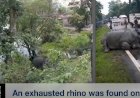 Exhausted Rhino Takes Refuge Near NH37: Officials Guarding It