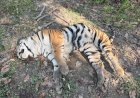 কাজিৰঙাৰ বাগৰি বনাঞ্চলত ঢেকীয়াপতীয়া বাঘিনীৰ মৃতদেহ উদ্ধাৰ :