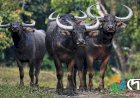 Translocation of  Asiatic Wild Buffalo from Kaziranga National Park  to Kanha Tiger Reserve :