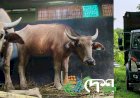Second Batch of Wild Buffaloes Sent from Kaziranga’s Agoratoli Range to Kanha Tiger Reserve, Madhya Pradesh – Total of 8 Translocated So Far.