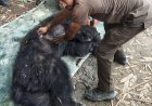 A bear was rescued from Mariani and released after a health assessment at Kaziranga National Park.
