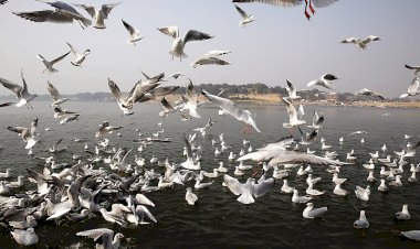 ৰাজ্যত উদ্বেগজনকভাৱে হ্রাস পৰিভ্রমী পক্ষী