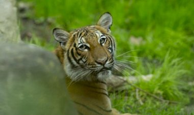 এইবাৰ বাঘৰ শৰীৰত কৰোণা ভাইৰাছ