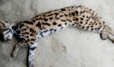 চৰাইদেউত নাহৰফুটুকী বাঘ নিধন