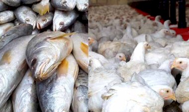 গুৱাহাটীৰ ৩১টা স্থানত মাছ-ব্ৰয়লাৰ বিক্ৰীৰ অনুমতি