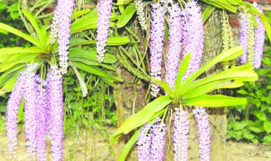 অসমীৰ চোতালত ম্লান পৰিলে বিহুৰ আনন্দ