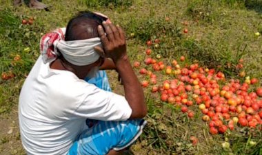 প্রতিজন কৃষকৰ ৩ লাখ টকা পর্যন্ত ক্ষতি