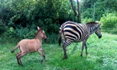 জেব্রা-গাধৰ সংসাৰত বিৰল প্রজাতিৰ সন্তান