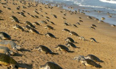 গৃহ বন্দী মানুহ উপকূলত ঘুৰিছে  লক্ষাধিক কাছ