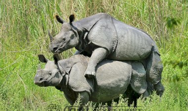 One Horn Rhinoceros of Kaziranga National Park, Photo by Uttam Saikia.