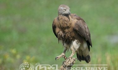 উকহ ( Grey Headed Fish Egale ) : কাজিৰঙা ৰাষ্ট্ৰীয় উদ্য়ান ।।