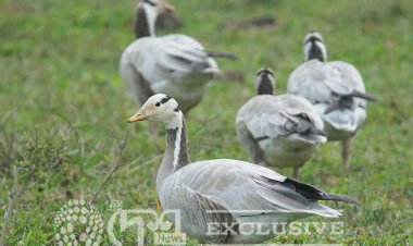 ধৃতৰাজ চৰাই ( Barheaded Geese ) : কাজিৰঙা ৰাষ্ট্ৰীয় উদ্য়ান ।।