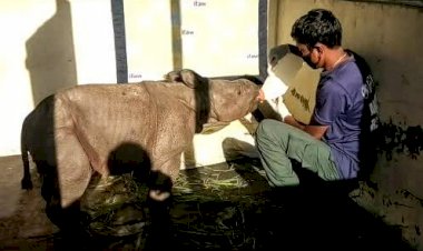 কাজিৰঙা ৰাষ্ট্ৰীয় উদ্যানত মাতৃহাৰা এমহীয়া গঁড় পোৱালী উদ্ধাৰ :