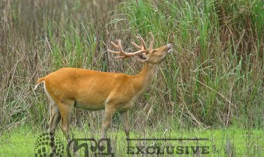 কাজিৰঙা ৰাষ্ট্ৰীয় উদ্যানৰ  বিৰল প্ৰজাতিৰ পূৰ্বাঞ্চলীয় দল হৰিণ ( Eastern Swamp Deer ) ।
