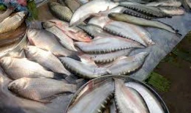 লকডাউনত ২১ কোটি টকাৰ মাছ বিক্ৰী