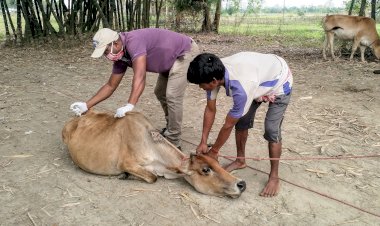 লক ডাউনৰ মাজতেই কাষৰীয় জনসাধাৰণৰ পশুধনৰ সুৰক্ষাৰ বাবে ৰোগ প্ৰতিষেধক দিয়াৰ অভিযান আৰম্ভ কাজিৰঙা কৰ্তৃপক্ষৰ :