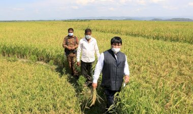 মালয়বাৰীত ২৫ বিঘা বড়োধানৰ খেতি, পথাৰত অতুল বৰা