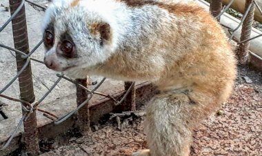 নুমলীগড়ৰ  নগাকটা অঞ্চলত উদ্ধাৰ লাজুকী বান্দৰ :