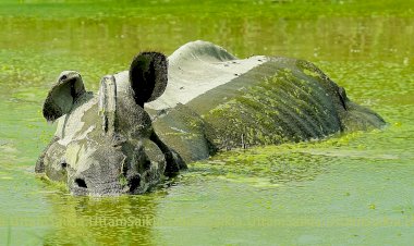কাজিৰঙা ৰাষ্ট্ৰীয় উদ্যানত খৰ্গ বিহীন গঁড়ৰ মৃতদেহ উদ্ধাৰ : হত্যা কৰি চোৰাংচিকাৰীয়ে কাটি নিলে খৰ্গ :