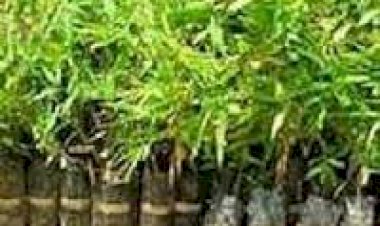 লহপহকৈ বাঢ়িছে অৰ্জুনৰ পুলি :: বিহু নহ'ল :: বৃক্ষ ৰোপনেৰে বহাগী উৎসৱ পালন উজনি তিমতিমীয়াত