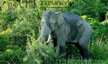 Asian Elephant of Kaziranga National Park.