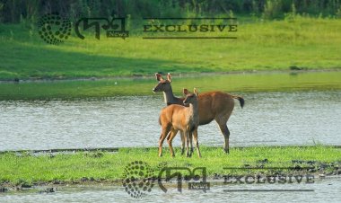Sambar of Kaziranga National Park.