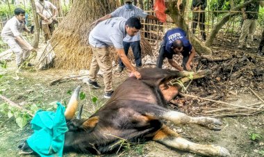 গোলাঘাটত চেতনা নাশক প্ৰয়োগ কৰি বনৰীয়া মেঠোন কৰায়ত্ব : বন বিভাগৰ উদ্যোগত নামবৰ অভয়াৰণ্যত পুনৰ মুকলি :