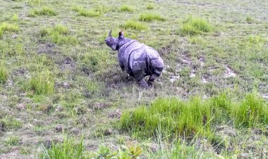 উচ্চ ন্যায়লয়ৰ নিৰ্দেশত বেদখল মুক্ত হোৱা কলিয়াবৰ মহকুমাৰ বান্দৰডুবি অঞ্চল কাজিৰঙা ৰাষ্ট্ৰীয় উদ্যানৰ হাতত অৰ্পণ  :