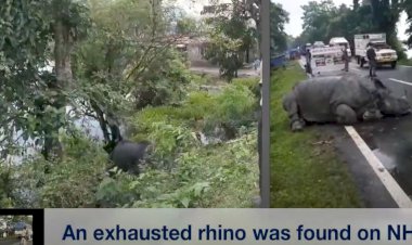 Exhausted Rhino Takes Refuge Near NH37