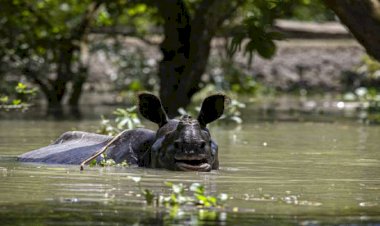 বানপানীৰ দুৰ্গত দিনত কাজিৰঙালৈ ইংলণ্ডৰ যুৱৰাজ উইলিয়ামচৰ সমবেদনা পত্ৰ :