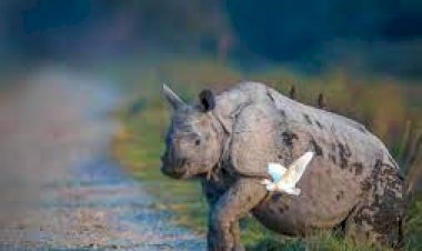 বানাৰ্ত বন্যপ্ৰাণীৰ চিকিৎসাৰ বাবে কাজিৰঙাৰ বন্যপ্ৰাণী পুনৰ সংস্থাপন আৰু সংৰক্ষণ কেন্দ্ৰলৈ নগদ একলাখ টকা আগবঢ়ালে গোলাঘাটৰ ৰুমী দত্তই :