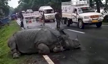 কলিয়াবৰ মহকুমাৰ কুঠৰীত ৩৭ নং ৰাষ্ট্ৰীয় পথত কাজিৰঙাৰ গঁড় : শ্বাসৰুদ্ধ পৰিবেশত চলি আছে উদ্ধাৰ অভিযান :