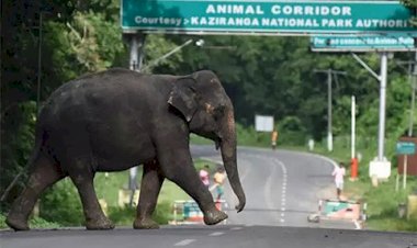 Supreme Court ordered Assam to remove all illegal constructions in animal corridors near Kaziranga.