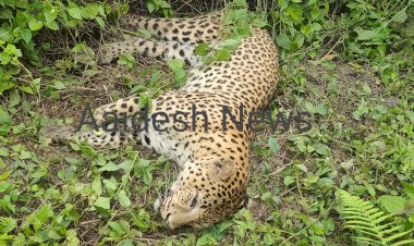 কাজিৰঙাৰ এনিমেল কৰিডৰত গাড়ীৰ খুন্দাত নাহৰফুটুকী বাঘৰ মৃত্যু  :