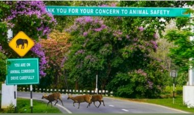 বানত কাজিৰঙা ৰাষ্ট্ৰীয় উদ্যানৰ ৫৫ টা বন শিৱিৰৰ তলত পানী :  ১ টা নাহৰফুটুকী বাঘৰ লগতে ৩ টা পহু এনিমেল কৰিডৰত গাড়ী খুন্দাত মৃত্যু  :