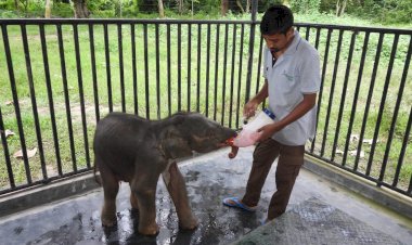 নুমলীগড়ৰ চফেলা  চাহ বাগিচাত মাতৃৰ পৰা বিচ্চেদিত সদ্যজাত হাতী পোৱালী উদ্ধাৰ :