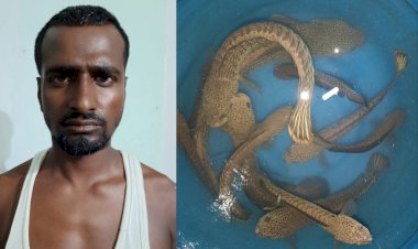 বোকাখাতৰ পৰা অতি বিৰল প্ৰজাতিৰ চান্না বাৰ্কা মাছ লৈ যোৱা এজন লোকক জখলাবন্ধাত কৰায়ত্ব  : ১১ টা চান্না বাৰ্কা মাছ উদ্ধাৰ  :