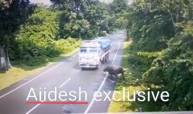 A rhino was hit by a moving truck in Kaziranga Animal Corridor