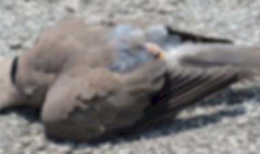 বৰপেটাৰ পক্ষী নিধন কাণ্ডক লৈ আৰণ্যকৰ উদ্বেগ প্ৰকাশ  : দোষীৰ বিৰুদ্ধে ব্যৱস্থা গ্ৰহণৰ দাবী  :