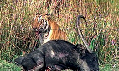 বাঘ হত্যা আৰু বাঘৰ দেহাংশৰ ব্যৱসায় প্ৰতিৰোধৰ বাবে কেন্দ্ৰীয় চৰকাৰৰ বন্যপ্ৰাণী অপৰাধ নিয়ন্ত্ৰন গোটৰ ৰেড এলাৰ্ট জাৰি  :