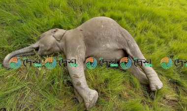 বোকাখাতৰ বৰজুৰি বস্তিত বিদ্যুত প্ৰবাহিত তাঁৰৰ সহায়ত হাতীৰ হত্যা : এজনক আটক :