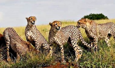 ভাৰতৰ কুনো ৰাষ্ট্ৰীয় উদ্যানত পুনৰ সংস্থাপনৰ বাবে অনা নৱমটো চিতাবাঘৰ  মৃত্যু : দেশ জুৰি চাঞ্চল্য  :