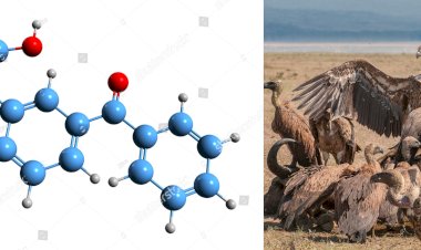 ভাৰতত পশুচিকিৎসাৰ বাবে কিটোপ্ৰফেন আৰু এচিক্লোফেনাকৰ ব্যৱহাৰ নিষিদ্ধ কৰাৰ সিধান্ত কেন্দ্ৰীয় চৰকাৰৰ  :