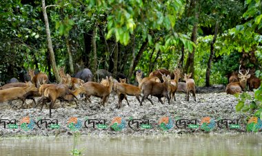 কাজিৰঙা ৰাষ্ট্ৰীয় উদ্যানৰ ৪০ শতাংশ প্লাৱিত : ১১ টা বন্যপ্ৰাণীৰ মৃত্যু :  সষ্টম বনকৰ্মী :