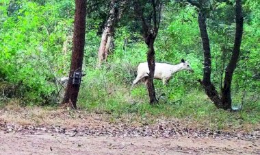 কাবেৰী বন্যপ্ৰাণী অভয়াৰণ্যত বগা শৰ পহুৰ :  জীৱবিজ্ঞানীৰ দ্বাৰা ফটো সংগ্ৰহ  :