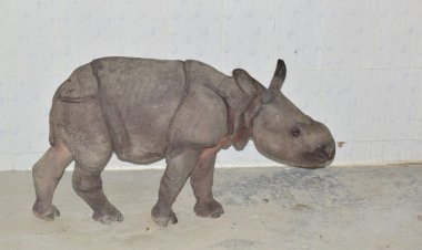 সৰ্প দংশনত বোকাখাতৰ বৰজুৰিত থকা বন্যপ্ৰাণী পুনৰ সংস্থাপন আৰু সংৰক্ষণ কেন্দ্ৰত গঁড় পোৱালীৰ মৃত্যু  :