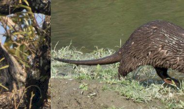 কাজিৰঙা ৰাষ্ট্ৰীয় উদ্যানত দুটা নতুন স্তন্যপায়ী প্ৰজাতিৰ সম্ভেদ  : স্তন্যপায়ী প্ৰাণী দুটা হ’ল বিনটুৰং আৰু সৰু হাতোঁৰাৰ উদ  :  ইয়াৰ ফলত ৰাষ্ট্ৰীয় উদ্যানৰ স্তন্যপায়ী প্ৰজাতিৰ সংখ্যা ৩৭ লৈ বৃদ্ধি  :